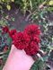 Чорнобривці відхилені Strawberry Blonde 0091 фото 4