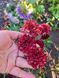 Чорнобривці відхилені Strawberry Blonde 0091 фото 2