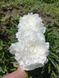 Madame Claude Tain 3/5 0041 фото 7