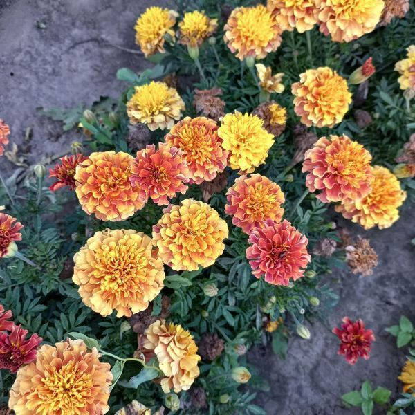 Чорнобривці відхилені Strawberry Blonde 0091 фото