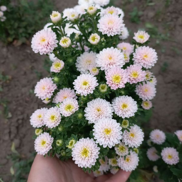 Айстра Трубадур букетна зріз червона Satimex (Німеччина), 1г 0486 фото