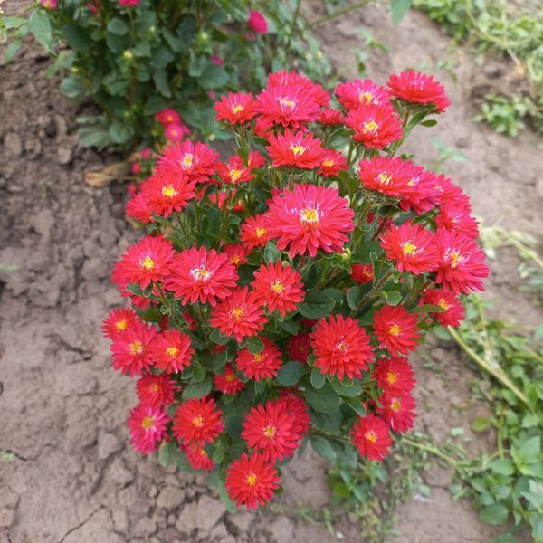 Айстра Трубадур букетна зріз червона Satimex (Німеччина), 1г 0486 фото