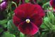 Пенні F1 rose blotch 100 шт, Syngenta Flowers, Нідерланди 1626 фото
