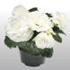 Бегонія Нонстоп F1 white 100 драже,будьбова,Benary, Німеччина 2168 фото