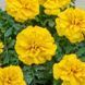 Чорнобривці розлогі Чіка (Хем Дженетікс, НІдерланди) yellow 2762 фото