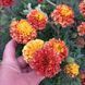 Чорнобривці відхилені Strawberry Blonde 0091 фото 8