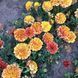 Чорнобривці відхилені Strawberry Blonde 0091 фото 9
