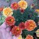 Чорнобривці відхилені Strawberry Blonde 0091 фото 7