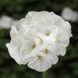 Пінто F1 white 100 шт,Syngenta Flowers, Нідерланди 1973 фото