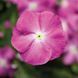 СанШторм F1 орхід хеллоу 100 шт,кущовий,Syngenta Flowers, Нідерланди 2268 фото