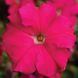 Тритунія F1 rose 1000 драже, грандіфлора,Syngenta Flowers, Нідерланди 1823 фото
