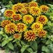 Цинія Свіззл F1 (Zinnia elegans Swizzle F1)  scarlet-yellow 2810 фото
