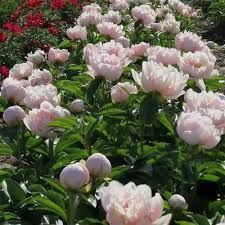 Pink Vanguard 3/5 0368 фото
