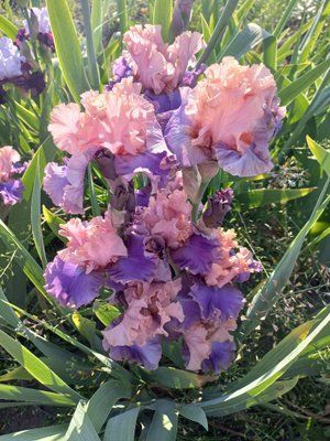 Ірис Florentine Silk 0118 фото