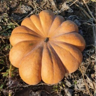Вест, 10 шт, Lark Seeds (США) 1166 фото