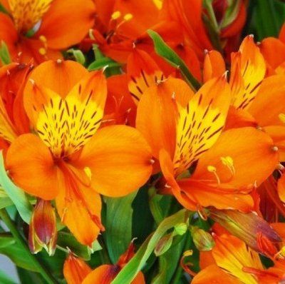Альстромерія Orange King 0565 фото