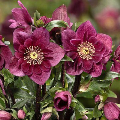 HGC Winter Ballet Frilly Ruby 3086 фото