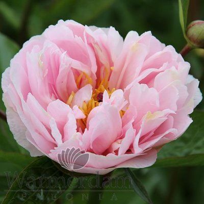Pink Vanguard 3/5 0368 фото