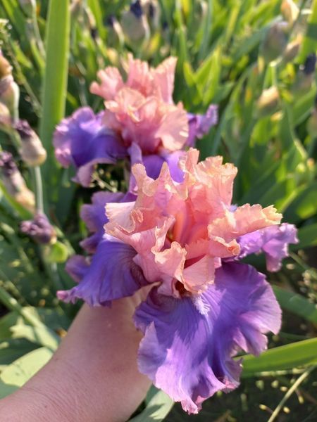 Ірис Florentine Silk 0118 фото