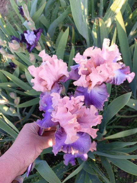 Ірис Florentine Silk 0118 фото