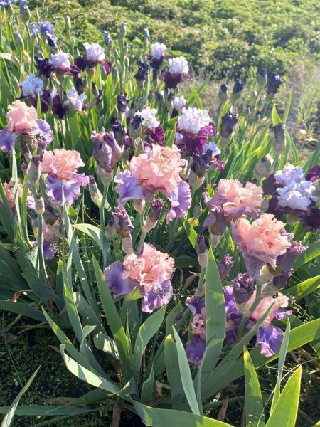 Ірис Florentine Silk 0118 фото