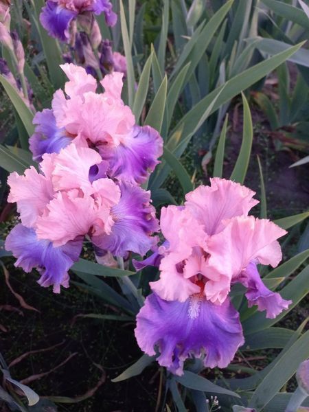 Ірис Florentine Silk 0118 фото