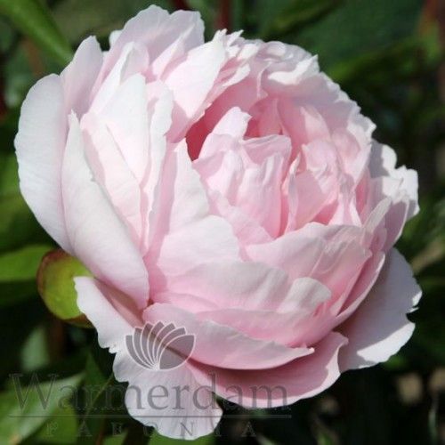 Pink Vanguard 3/5 0368 фото