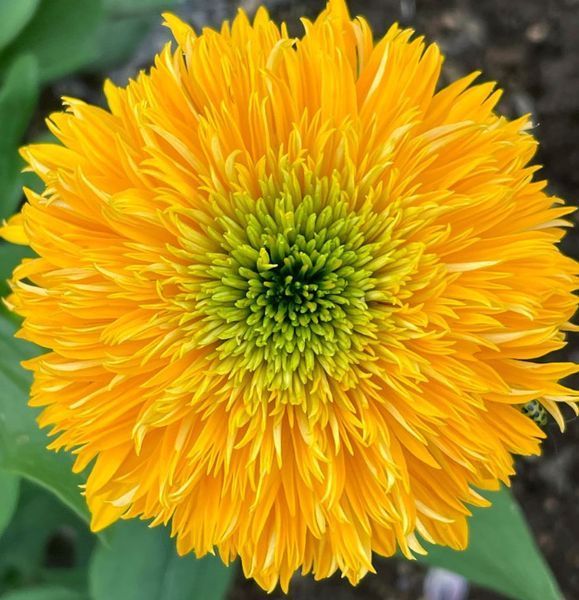 Echinacea DELIGHTFUL&trade; &lsquo;Soul&rsquo; 3044 фото