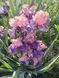 Ірис Florentine Silk 0118 фото 1