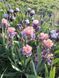 Ірис Florentine Silk 0118 фото 3