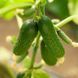 Аскольд F1 500 шт, NongWoo Bio (Корея) 0917 фото 2