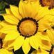 Газу F1 жовта з обідком 100 шт,Syngenta Flowers, Нідерланд 2000 фото