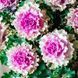 Капуста Крейн Раффл F1 rose 10 шт Новинка 2842 фото