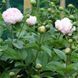 Pink Vanguard 3/5 0368 фото 3