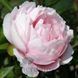 Pink Vanguard 3/5 0368 фото 2