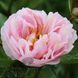 Pink Vanguard 3/5 0368 фото 1
