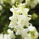Снаптіні F1 white 100 драже, Syngenta Flowers, Нідерланди 1700 фото