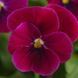 Сорбет XP F1 carmine rose 100 шт, PanAmerican, США 1603 фото