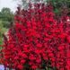 Старшип scarlet (bronze leaf) 100 драже, багаторічна,PanAmerican, США 2100 фото