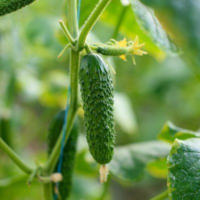 Аскольд F1 500 шт, NongWoo Bio (Корея) 0917 фото