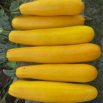 Голдстік F1 жовтий, 5 шт, Lark Seeds (США) 1015 фото