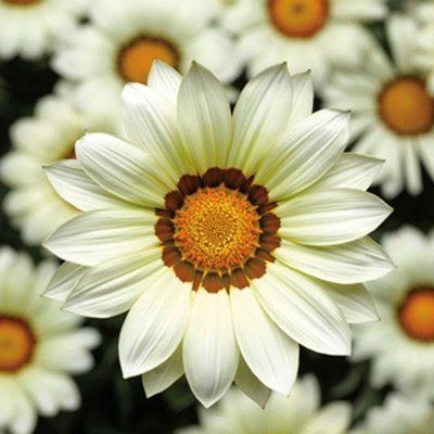 Кісс F1 біла 100 шт,Syngenta Flowers, Нідерланди 2001 фото