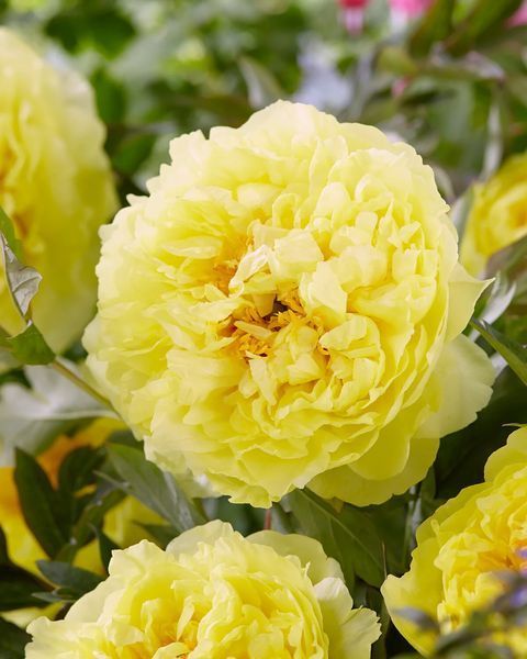 Sonoma Halo 3/5 2692 фото