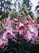 Лілія Pink Perfection 18/20  0169 фото 4