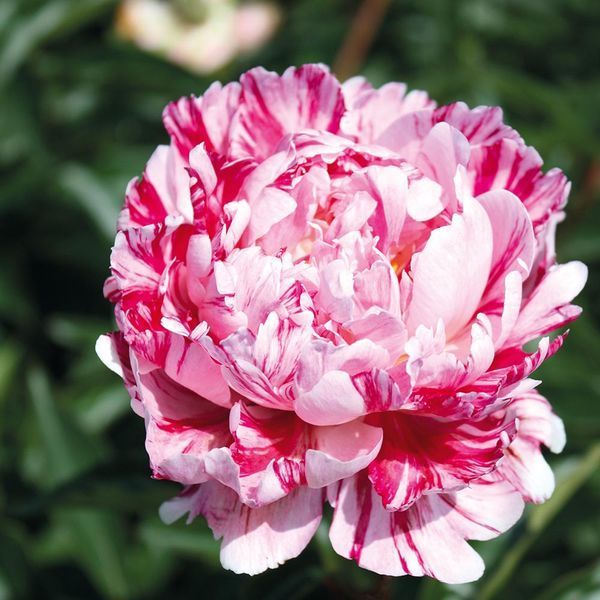 Candy Stripe 3/5 2541 фото