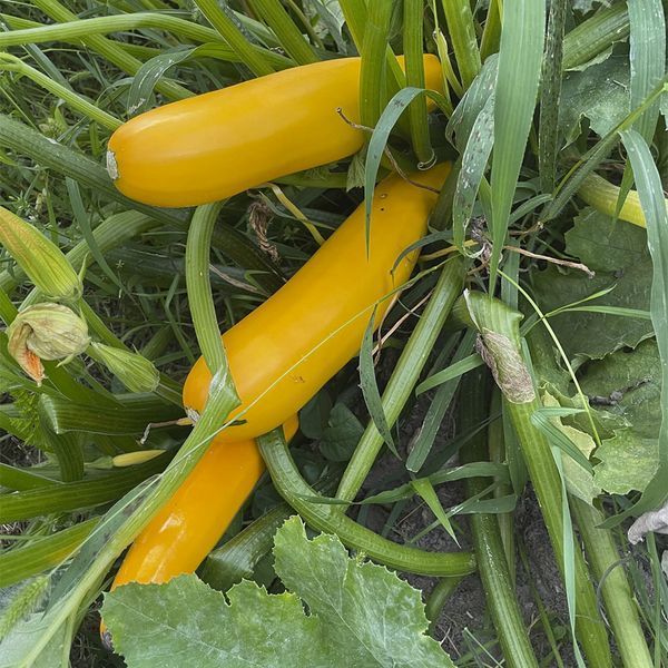 Голдстік F1 жовтий, 5 шт, Lark Seeds (США) 1015 фото