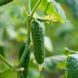 Аскольд F1 500 шт, NongWoo Bio (Корея) 0917 фото 1