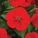 Фотофініш F1 red 50 драже, каскадний, Syngenta Flowers, Нідерланди 1851 фото