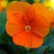 Сорбет XP F1 deep orange 100 шт,PanAmerican, США 1604 фото