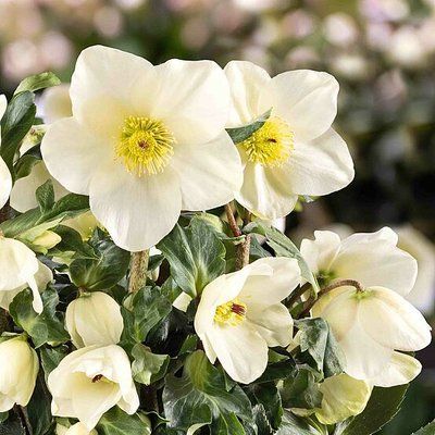 HGC Winter Ballet Honey 3088 фото
